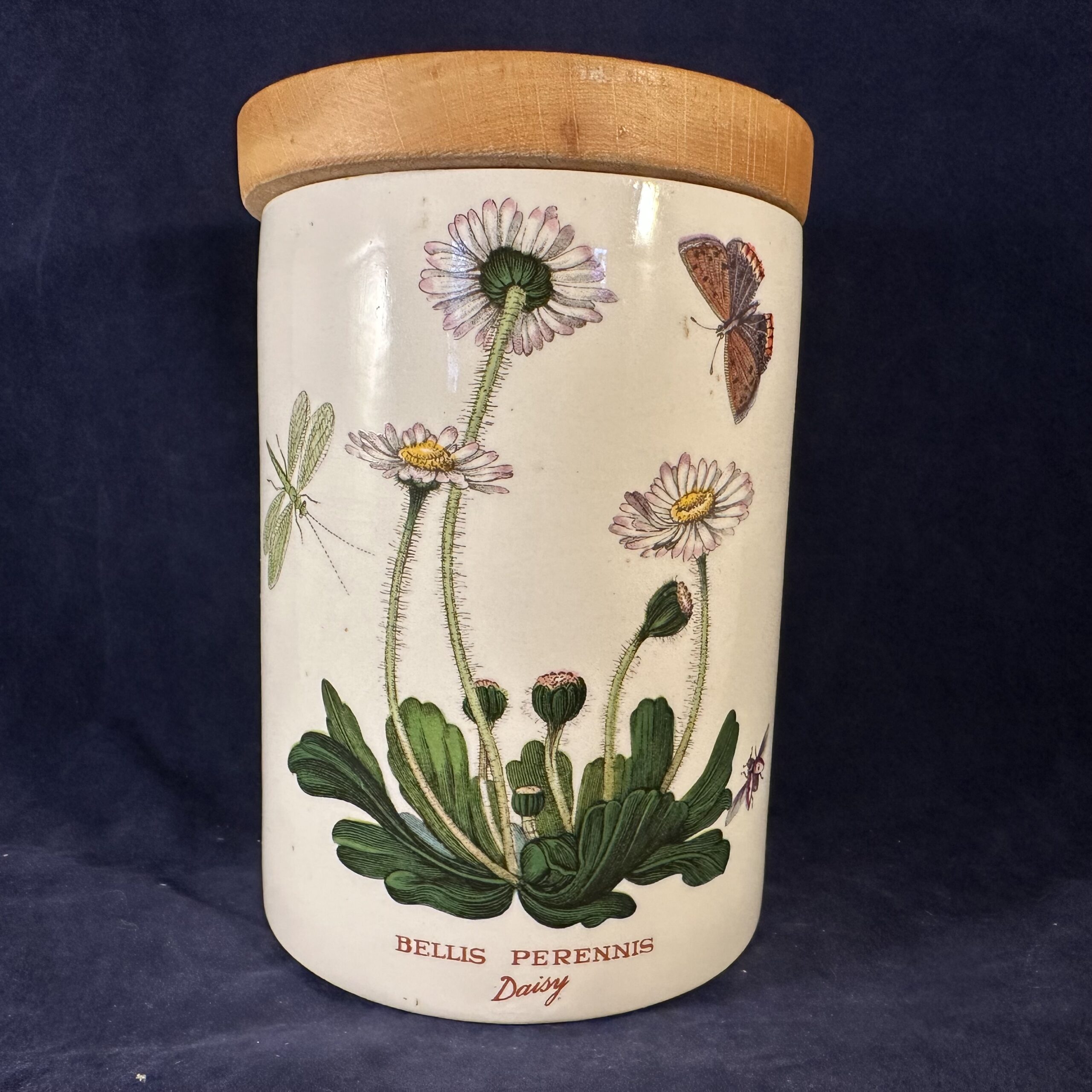 Portmeirion Botanic Garden voorraadpot/ voorraadbus met houten deksel, hoog 13,5 cm Ø 9 cm. 'Bellis perennis'