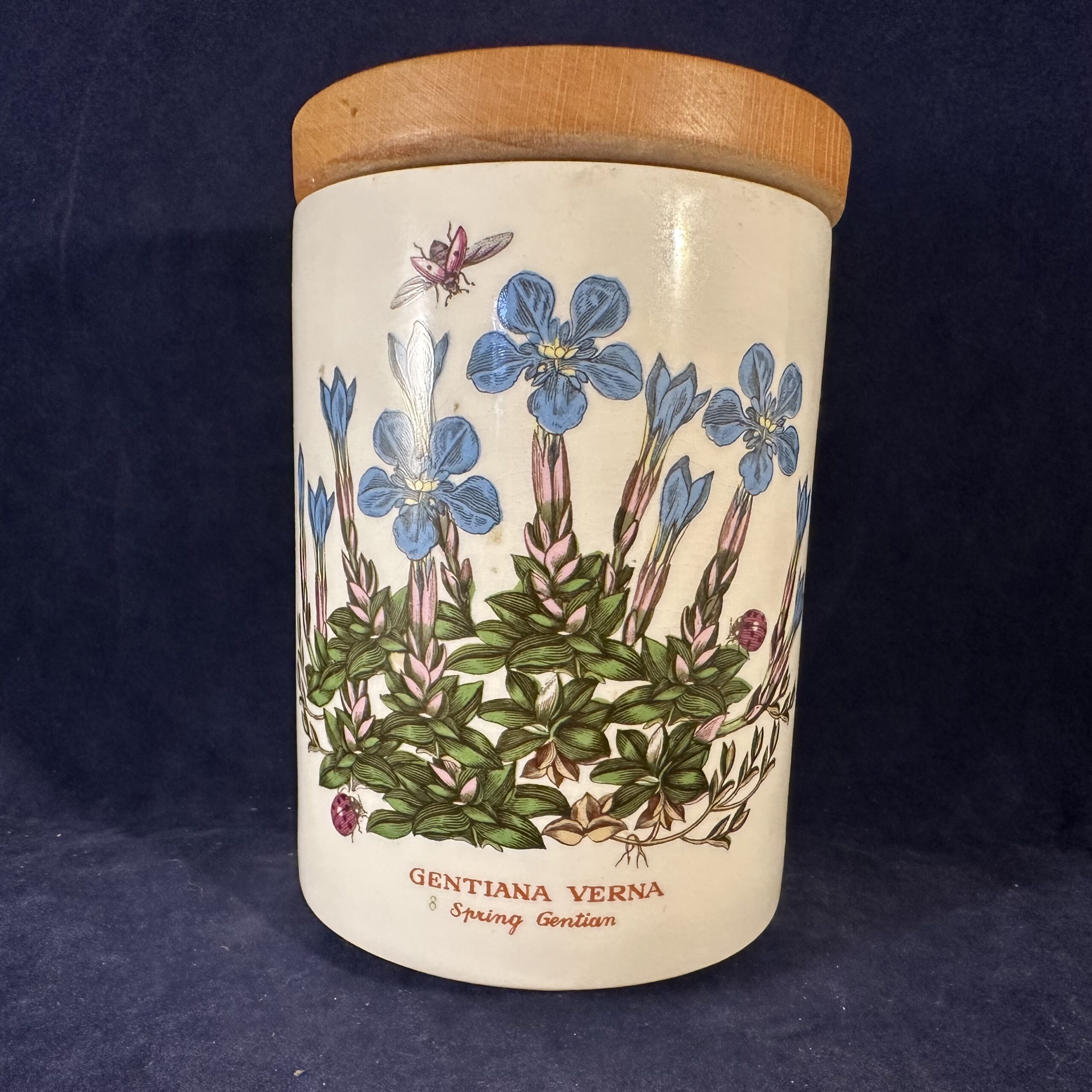 Portmeirion Botanic Garden voorraadpot/ voorraadbus met houten deksel, hoog 13,5 cm Ø 9 cm. 'Gentiana Verna'